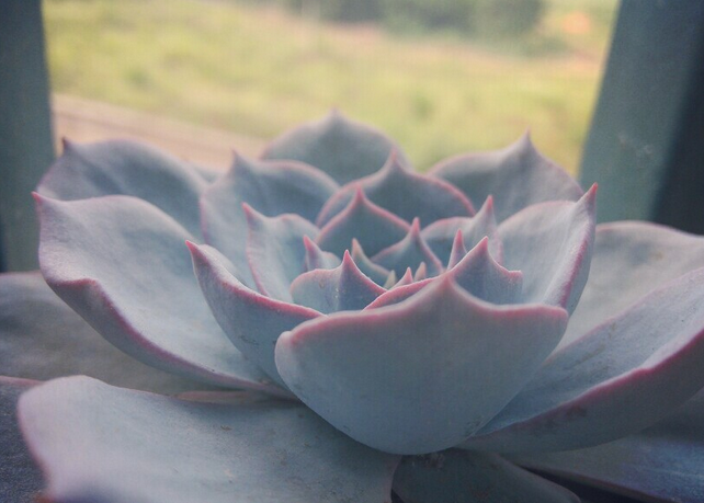 藍(lán)石蓮怎么養(yǎng)?藍(lán)石蓮怎么繁殖?【圖】