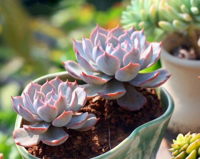 藍(lán)石蓮怎么養(yǎng)?藍(lán)石蓮怎么繁殖?【圖】