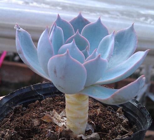 藍(lán)石蓮怎么養(yǎng)?藍(lán)石蓮怎么繁殖?【圖】