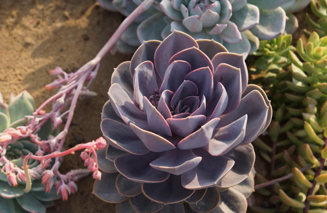 紫珍珠怎么養(yǎng)?紫珍珠葉插會(huì)變彩虹嗎?【圖】