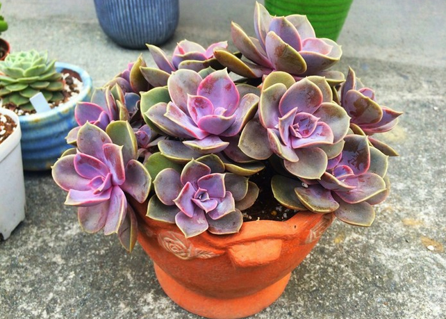 紫珍珠怎么養(yǎng)?紫珍珠葉插會(huì)變彩虹嗎?【圖】