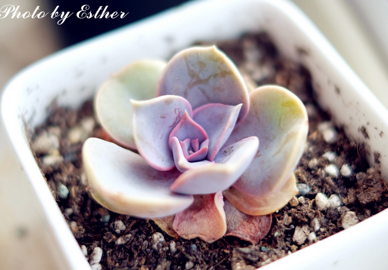 紫珍珠怎么養(yǎng)?紫珍珠葉插會(huì)變彩虹嗎?【圖】