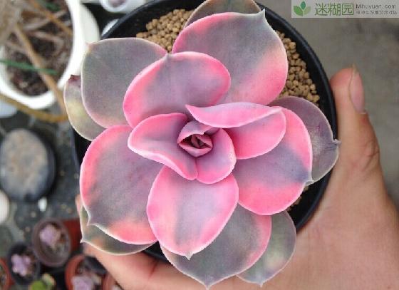 紫珍珠怎么養(yǎng)?紫珍珠葉插會(huì)變彩虹嗎?【圖】