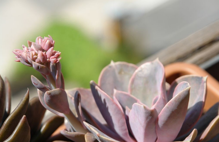 紫珍珠怎么養(yǎng)?紫珍珠葉插會(huì)變彩虹嗎?【圖】