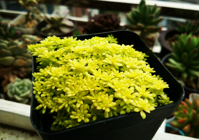 薄雪萬年草怎么養(yǎng)?薄雪萬年草有毒嗎?【圖】