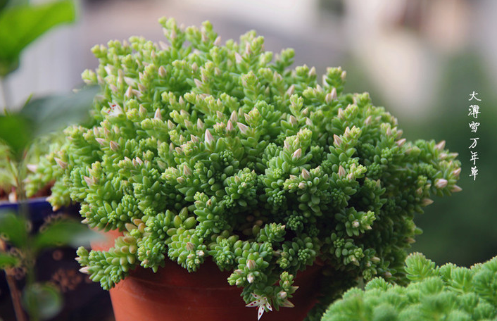 薄雪萬年草怎么養(yǎng)?薄雪萬年草有毒嗎?【圖】