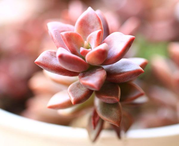 姬朧月怎么養(yǎng)?姬朧月怎么爆頭?【圖】