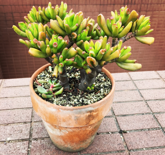 筒葉花月會(huì)開花嗎?筒葉花月怎么樣?【圖】