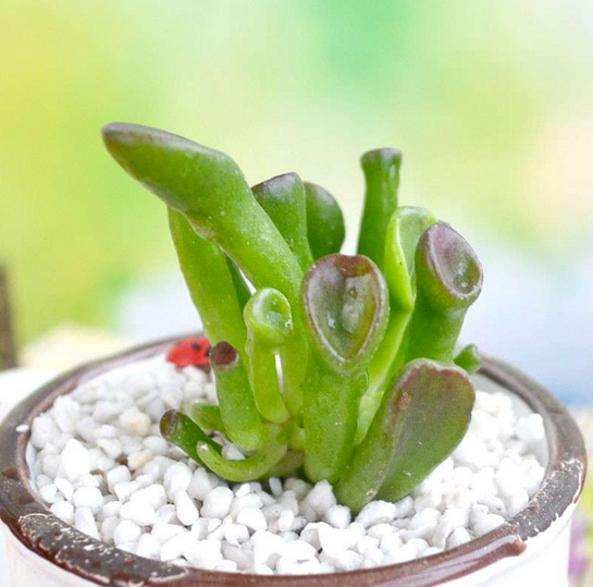 筒葉花月會(huì)開花嗎?筒葉花月怎么樣?【圖】