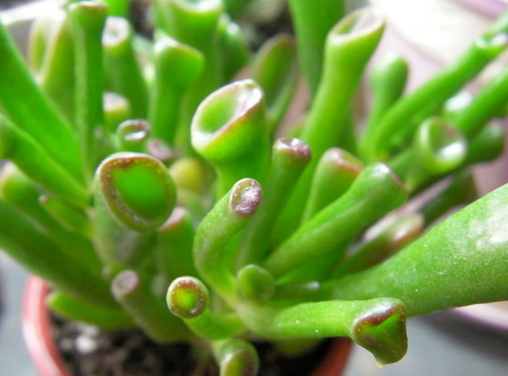 筒葉花月會(huì)開花嗎?筒葉花月怎么樣?【圖】