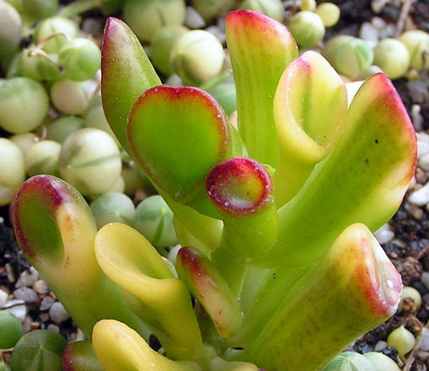 筒葉花月會(huì)開花嗎?筒葉花月怎么樣?【圖】