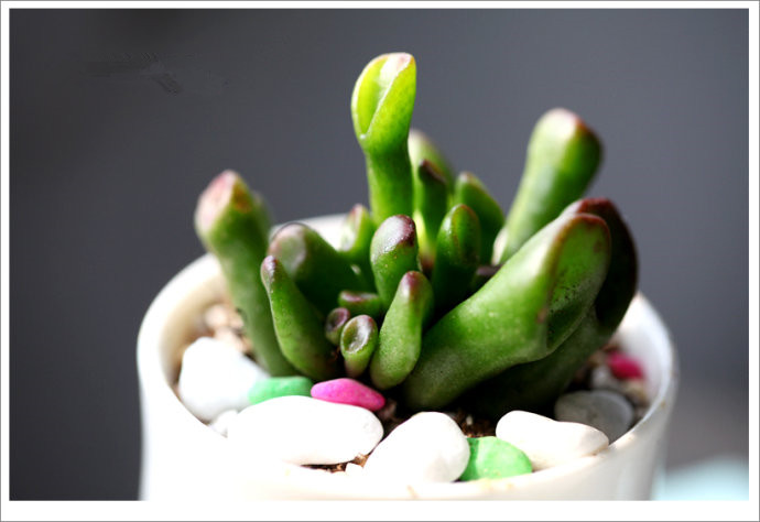 筒葉花月會(huì)開花嗎?筒葉花月怎么樣?【圖】