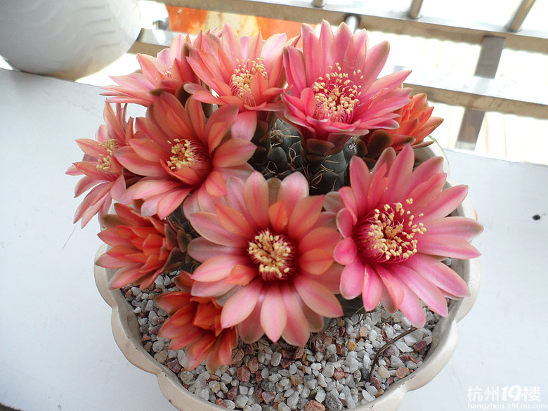 緋花玉開什么顏色的花?緋花玉怎么養(yǎng)?【圖】