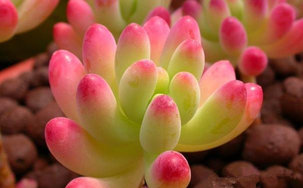 虹之玉錦和虹之玉的區(qū)別?虹之玉錦養(yǎng)殖方法?【圖】