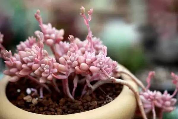 姬秋麗和丸葉姬秋麗的區(qū)別？姬秋麗怎么養(yǎng)才能爆盆?【圖】