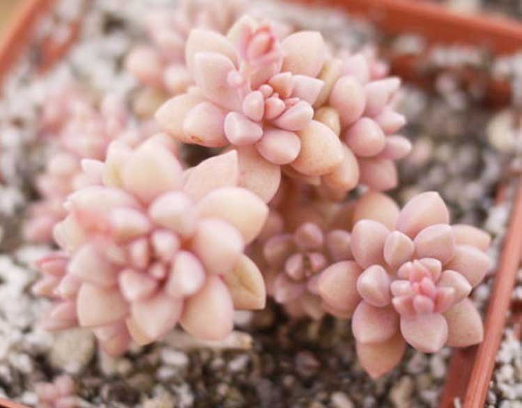 姬秋麗和丸葉姬秋麗的區(qū)別？姬秋麗怎么養(yǎng)才能爆盆?【圖】