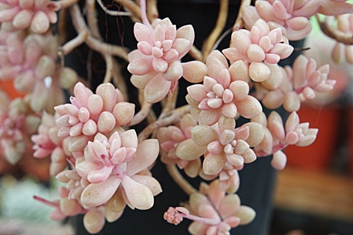 姬秋麗和丸葉姬秋麗的區(qū)別？姬秋麗怎么養(yǎng)才能爆盆?【圖】