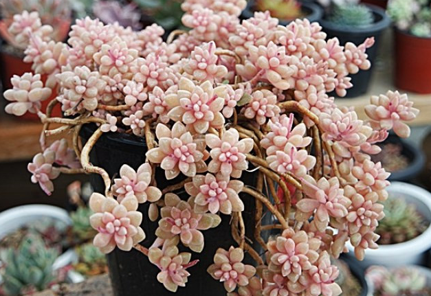 姬秋麗和丸葉姬秋麗的區(qū)別？姬秋麗怎么養(yǎng)才能爆盆?【圖】