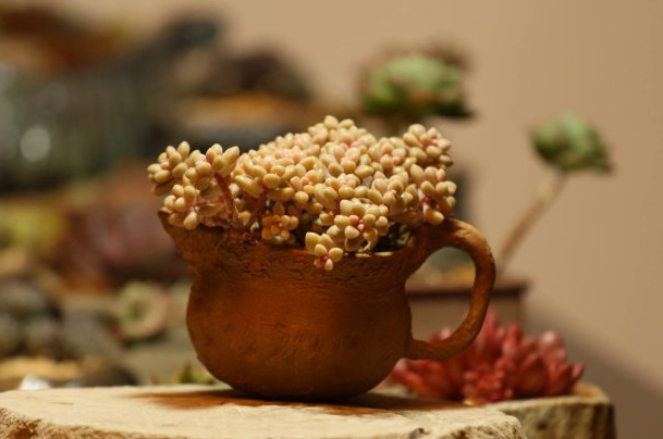 姬秋麗和丸葉姬秋麗的區(qū)別？姬秋麗怎么養(yǎng)才能爆盆?【圖】