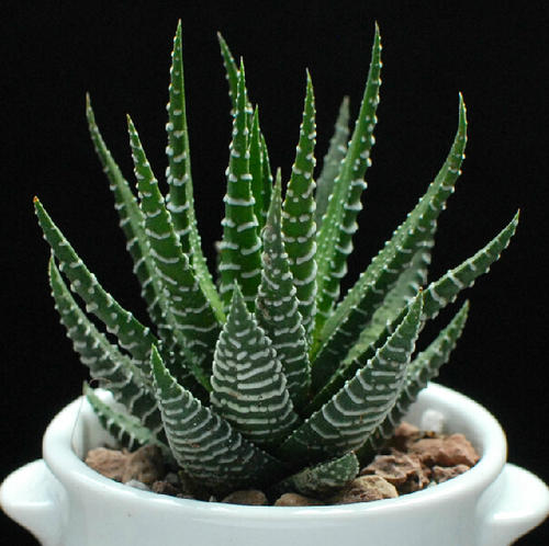 條紋十二卷怎么養(yǎng)？條紋十二卷干癟怎么辦?【圖】