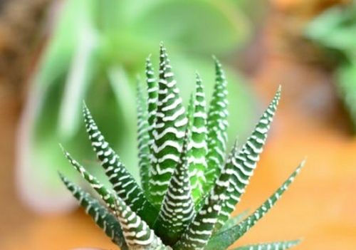 條紋十二卷怎么養(yǎng)？條紋十二卷干癟怎么辦?【圖】