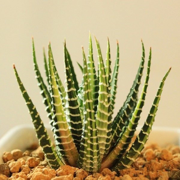 條紋十二卷怎么養(yǎng)？條紋十二卷干癟怎么辦?【圖】