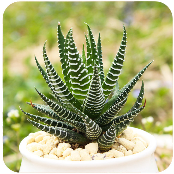 條紋十二卷怎么養(yǎng)？條紋十二卷干癟怎么辦?【圖】