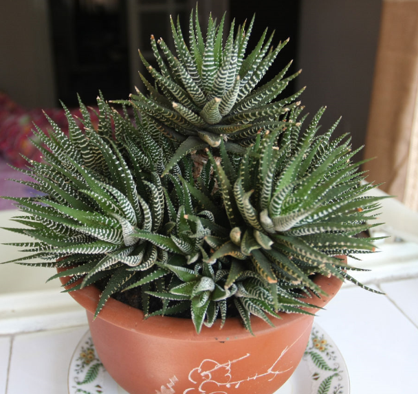 條紋十二卷怎么養(yǎng)？條紋十二卷干癟怎么辦?【圖】