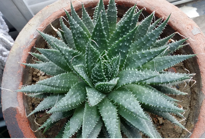 條紋十二卷怎么養(yǎng)？條紋十二卷干癟怎么辦?【圖】