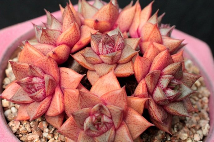 大和錦的養(yǎng)殖方法？大和錦怎么繁殖?【圖】