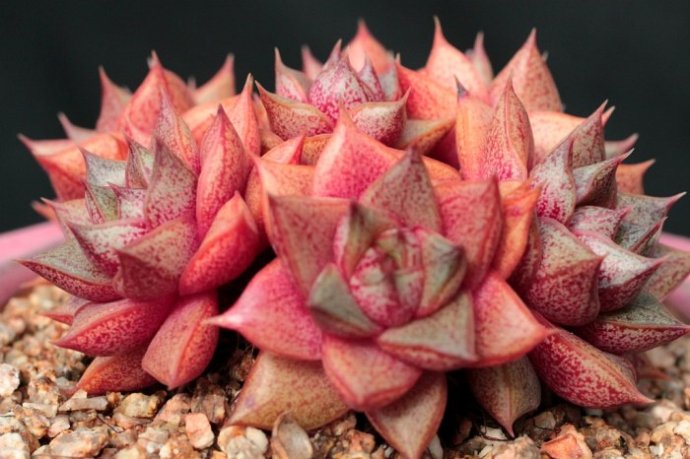 大和錦的養(yǎng)殖方法？大和錦怎么繁殖?【圖】