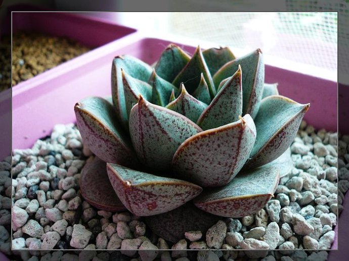 大和錦的養(yǎng)殖方法？大和錦怎么繁殖?【圖】