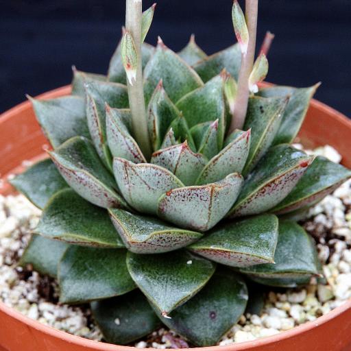 大和錦的養(yǎng)殖方法？大和錦怎么繁殖?【圖】