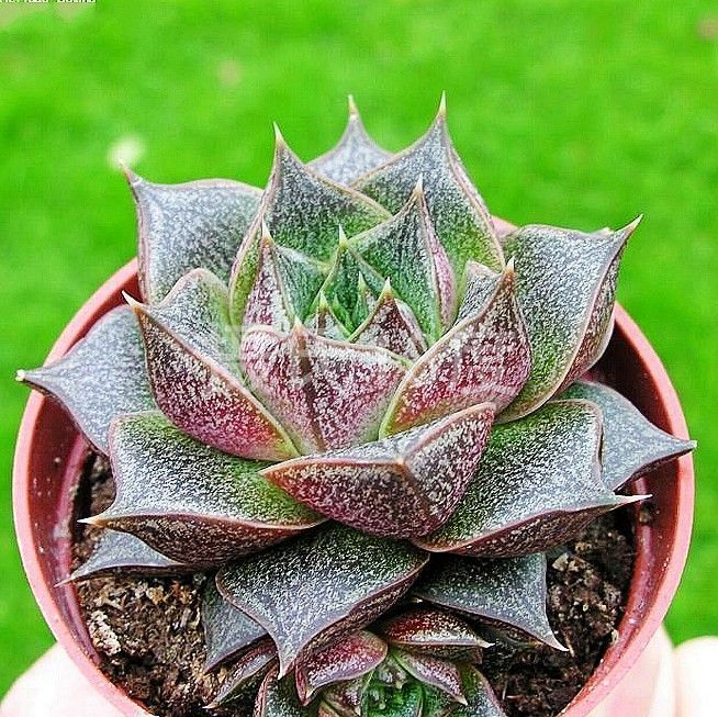 大和錦的養(yǎng)殖方法？大和錦怎么繁殖?【圖】