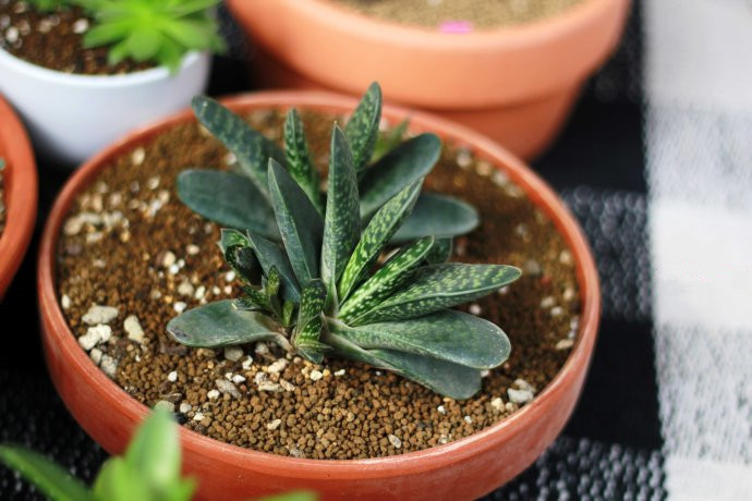 子寶的養(yǎng)殖方法？子寶和子寶錦區(qū)別？【圖】