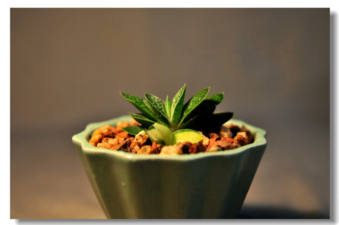 子寶的養(yǎng)殖方法？子寶和子寶錦區(qū)別？【圖】