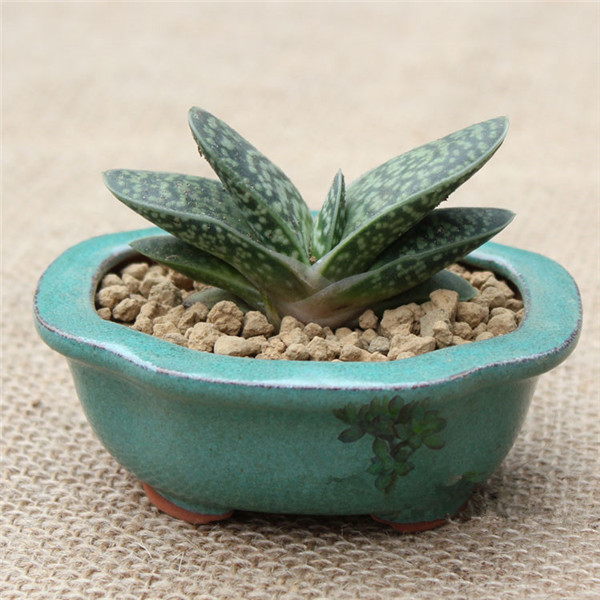 子寶的養(yǎng)殖方法？子寶和子寶錦區(qū)別？【圖】