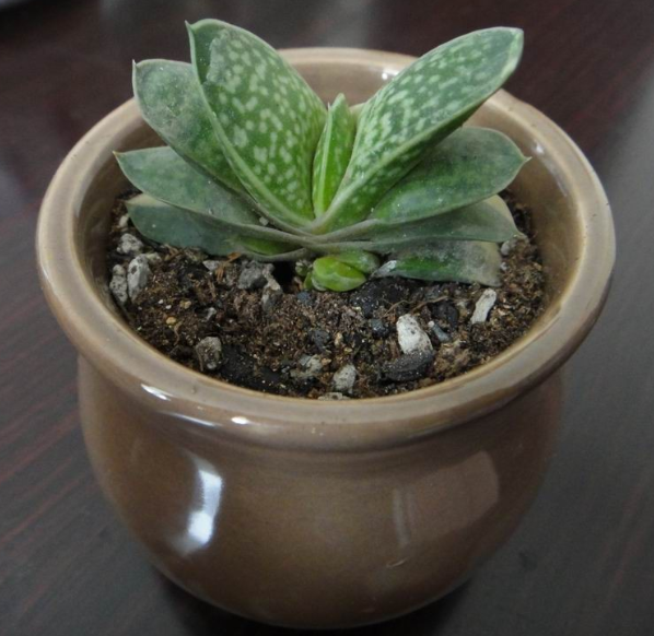 子寶的養(yǎng)殖方法？子寶和子寶錦區(qū)別？【圖】