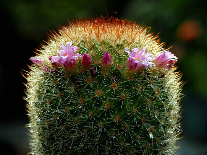 玉翁怎么養(yǎng)？玉翁仙人球能長多大？【圖】