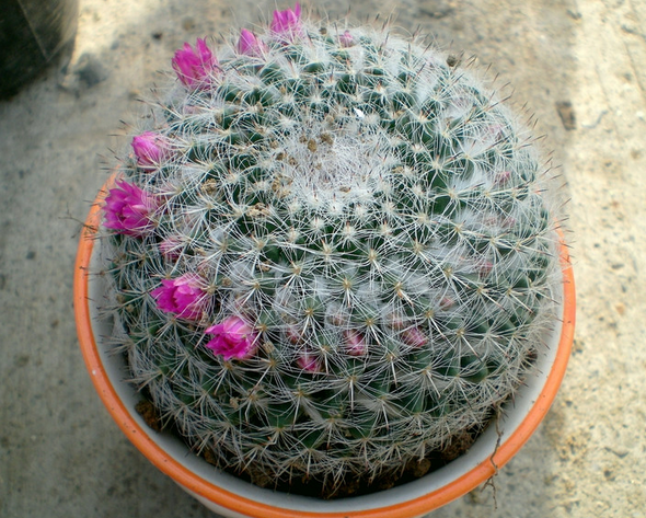 玉翁怎么養(yǎng)？玉翁仙人球能長多大？【圖】