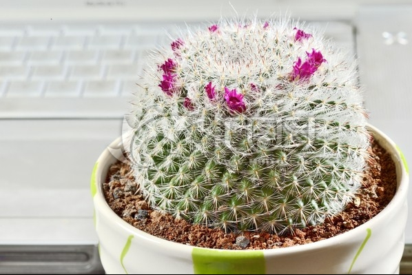 玉翁怎么養(yǎng)？玉翁仙人球能長多大？【圖】