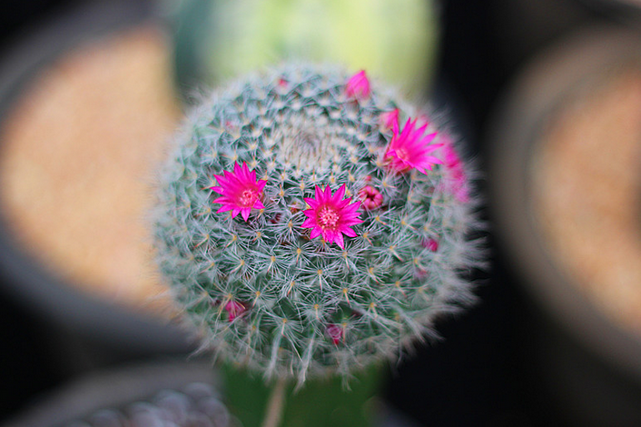 玉翁怎么養(yǎng)？玉翁仙人球能長多大？【圖】