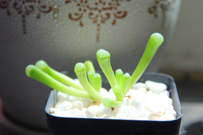 五十鈴玉怎么養(yǎng)？五十鈴玉發(fā)皺變軟怎么辦？【圖】