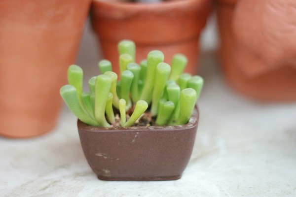 五十鈴玉怎么養(yǎng)？五十鈴玉發(fā)皺變軟怎么辦？【圖】