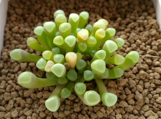 五十鈴玉怎么養(yǎng)？五十鈴玉發(fā)皺變軟怎么辦？【圖】