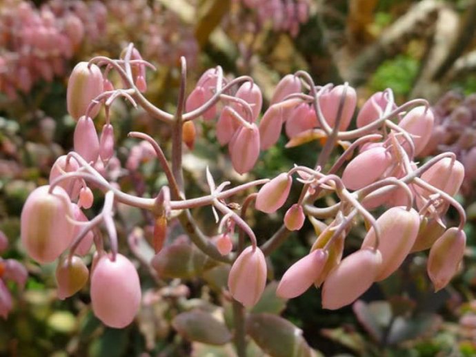 玉吊鐘怎么養(yǎng)？不死鳥和玉吊鐘的區(qū)別？【圖】