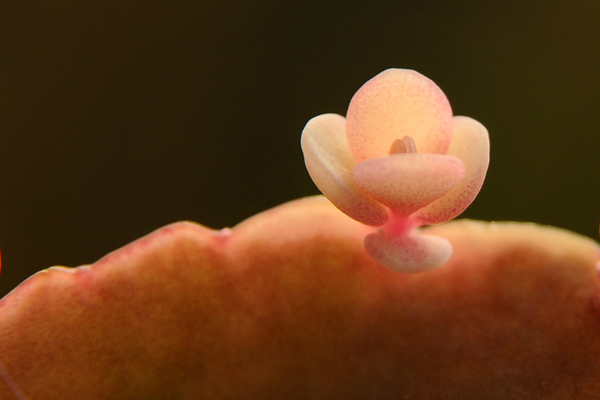 玉吊鐘怎么養(yǎng)？不死鳥和玉吊鐘的區(qū)別？【圖】