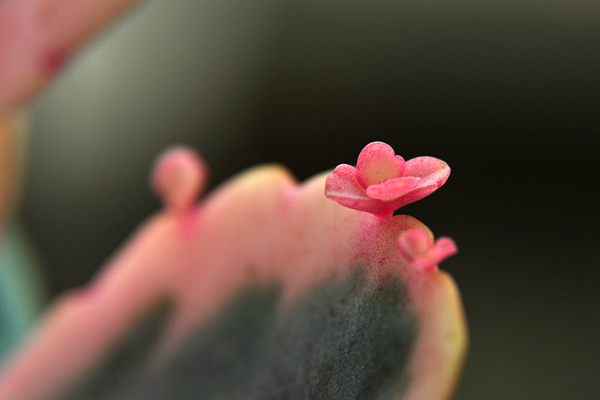 玉吊鐘怎么養(yǎng)？不死鳥和玉吊鐘的區(qū)別？【圖】