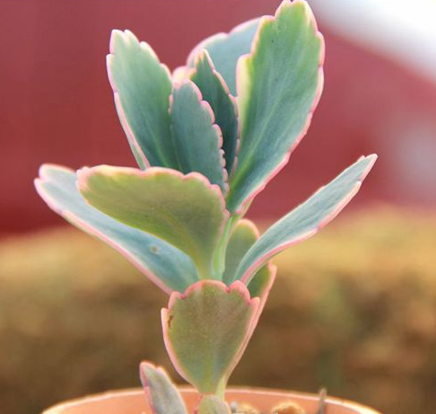 玉吊鐘怎么養(yǎng)？不死鳥和玉吊鐘的區(qū)別？【圖】