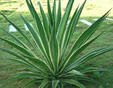 金邊龍舌蘭的養(yǎng)殖方法？金邊龍舌蘭可以家養(yǎng)嗎？【圖】